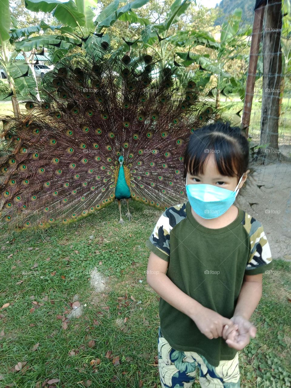 Peacock behind