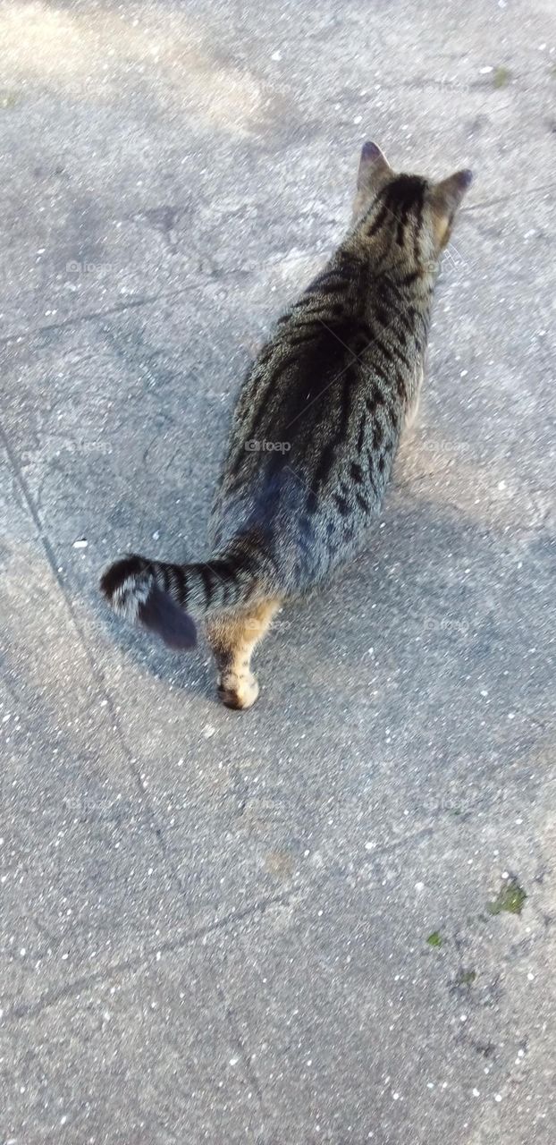 Cute chubby outdoor cat walking away leisurely.