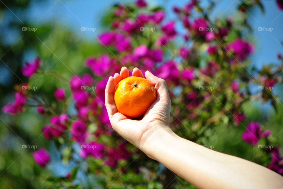 Human hands holding orange