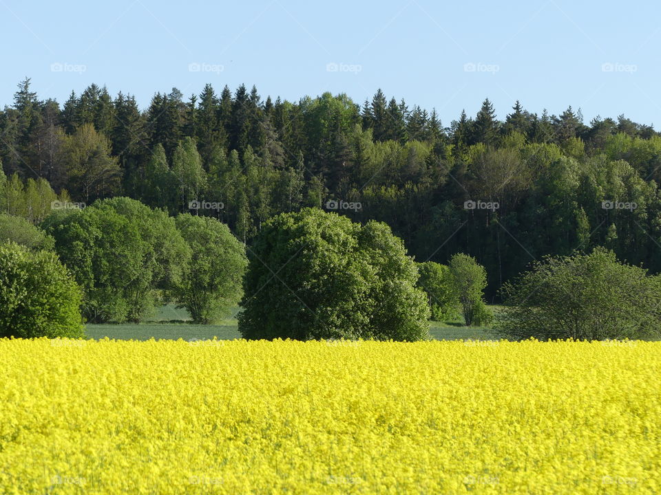 Yellow rapeseed field