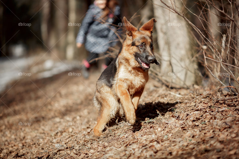 Girl playing with German shepherd puppy in a spring forest at sunny day 