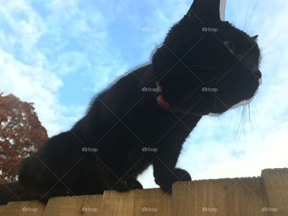 Cat balances on the fence