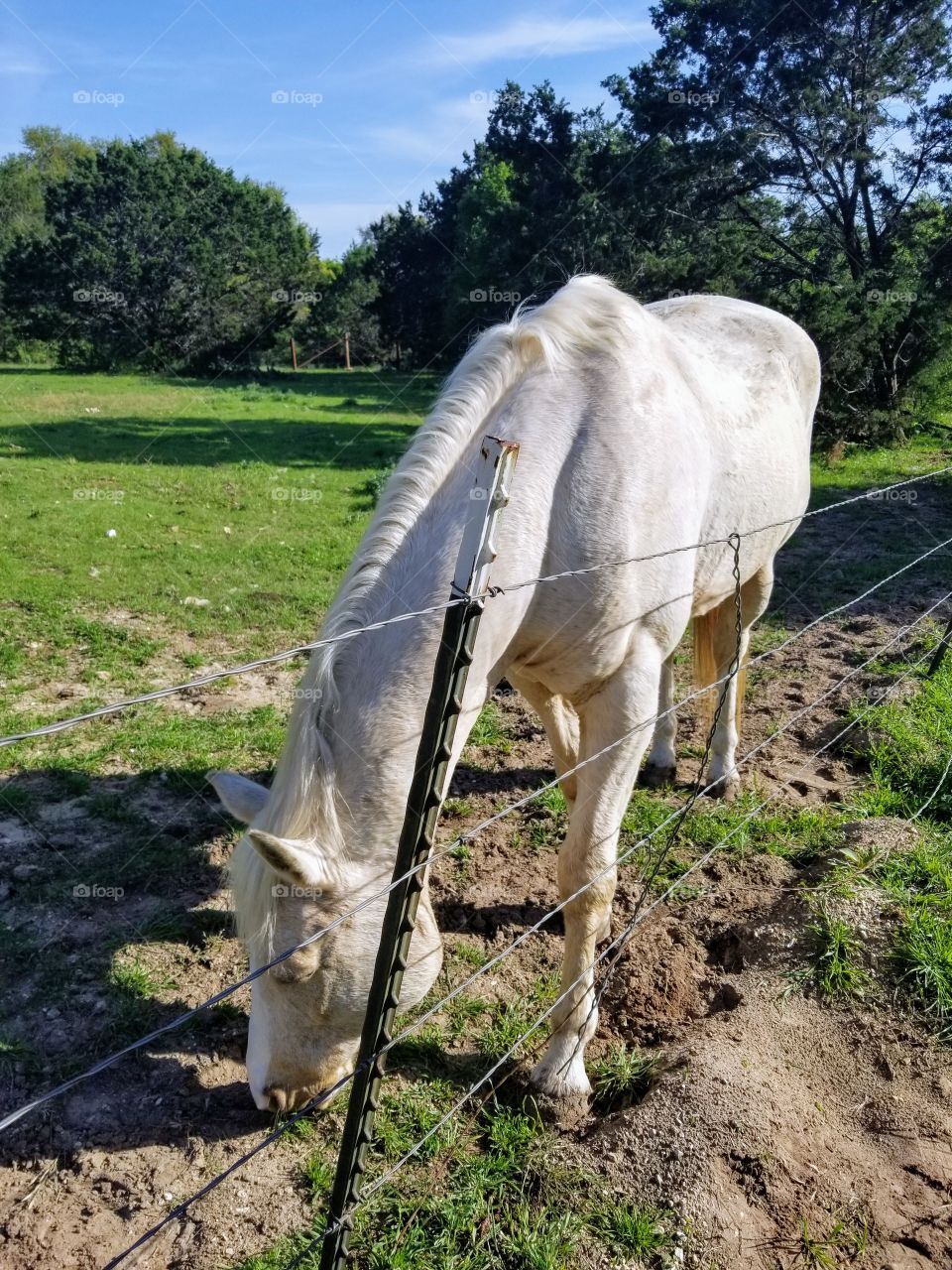 White horse quietly munching on grass in Texas.