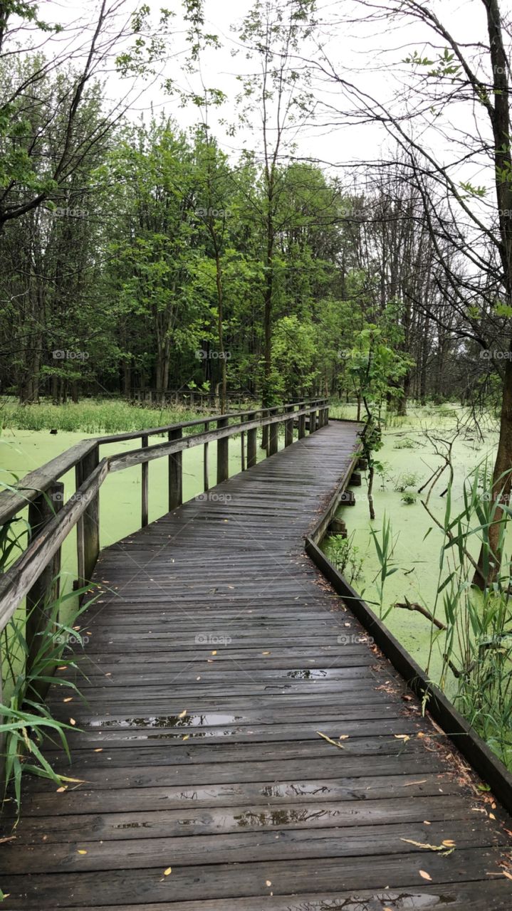 Algae covered wonderland 