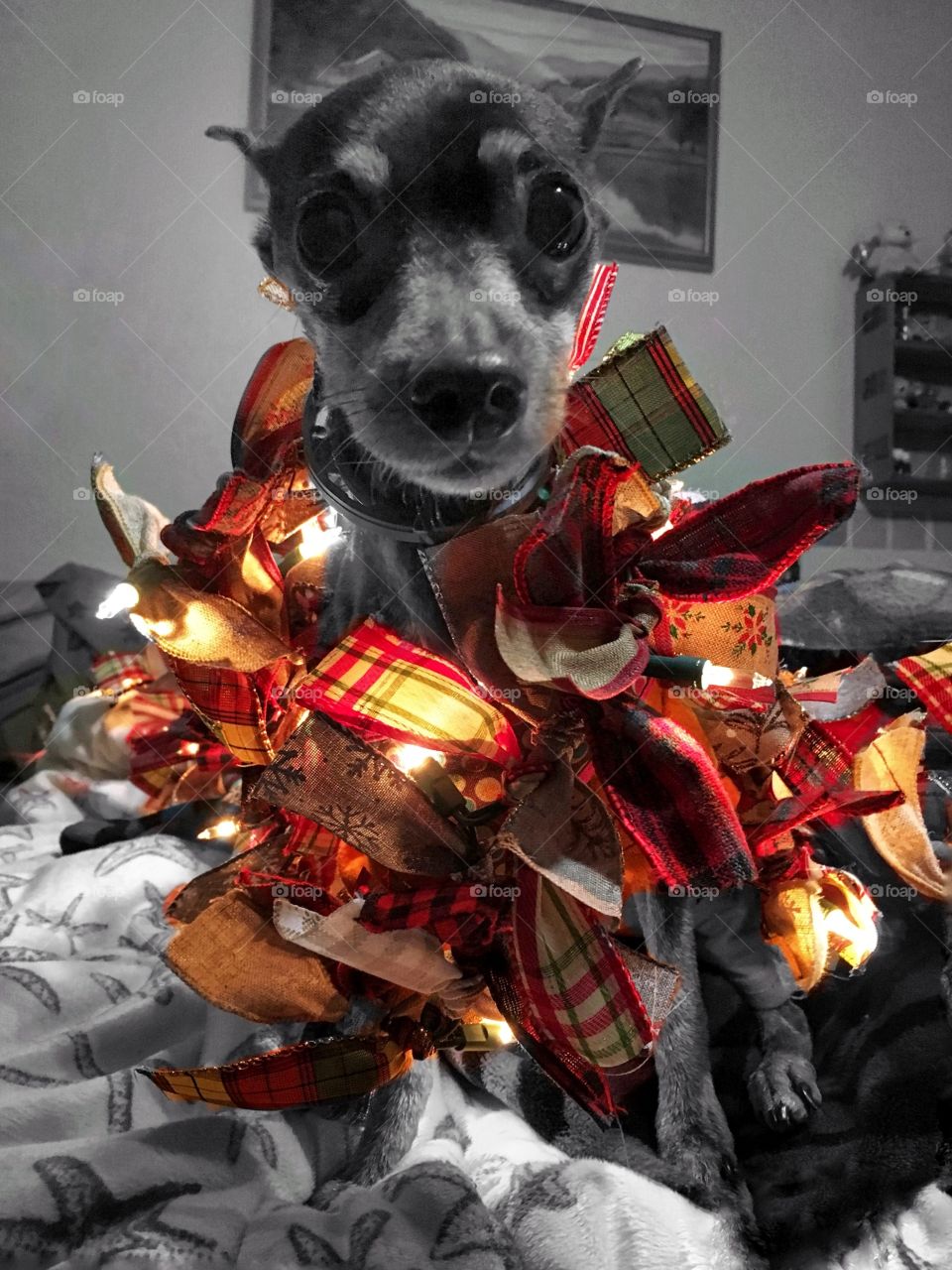 Black and white photo emphasizing on a bright colorful handmade Christmas garland around a curious dog    