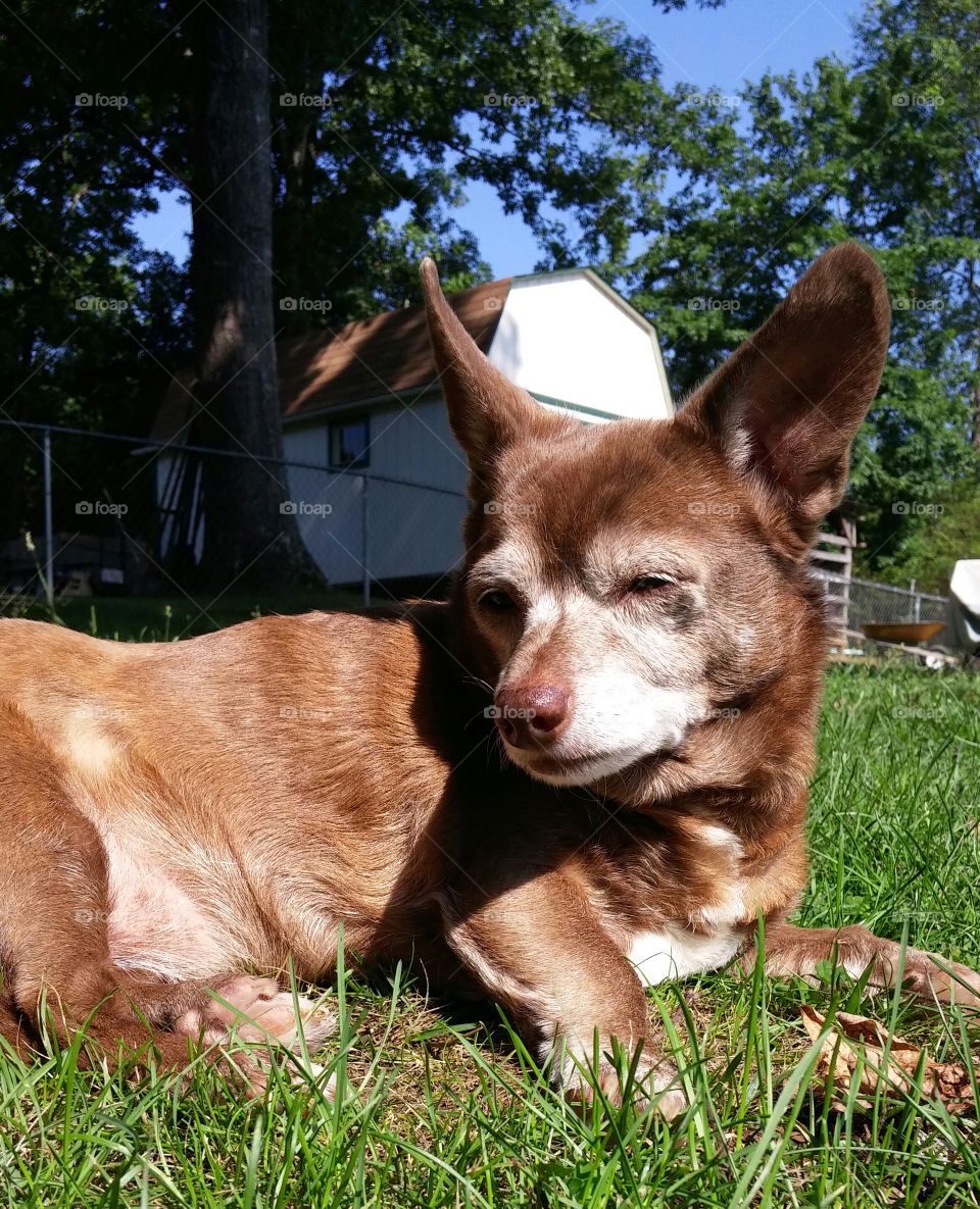 Rosie. my precious rat terrier outside sunbathing.