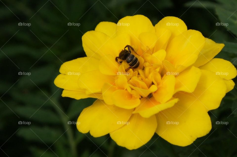 Yellow flower with bee