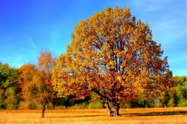 Schöne Baum