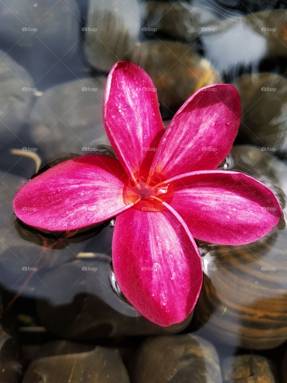 frangipani