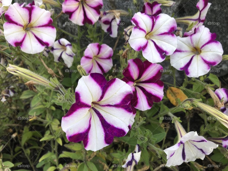 Pinwheel flowers