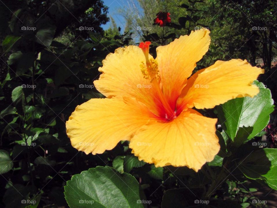 Hibiscus