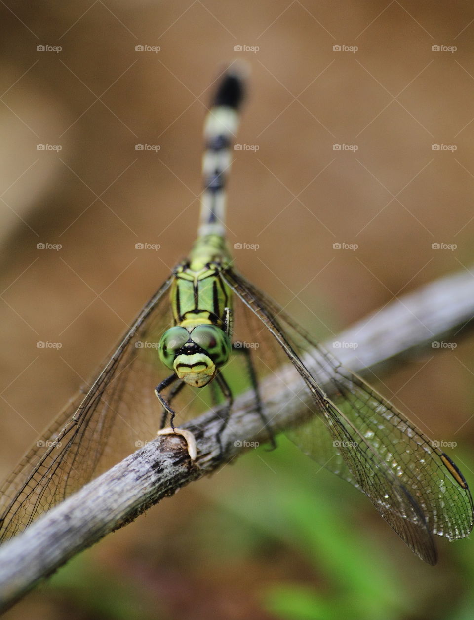 Green marsh hawk. Medium - larged size of dragonfly at the common of ricefield, open land and good to wide spreading distribution from the lowland until the height. But not into the forest.