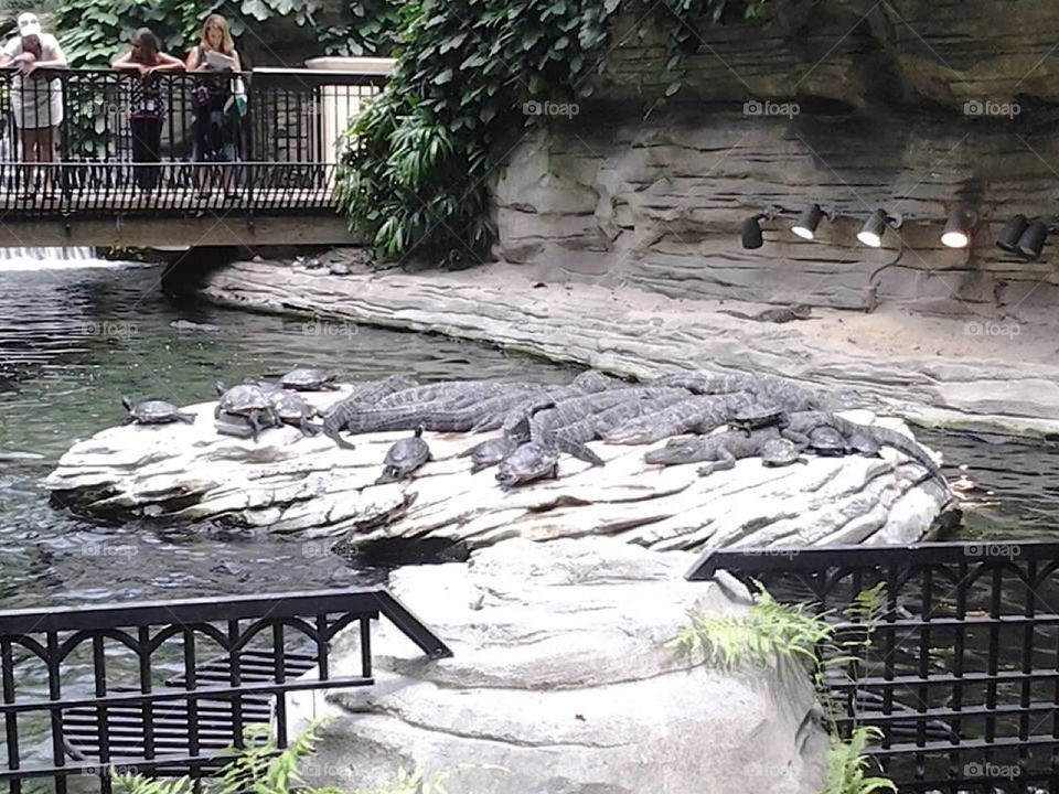 Alligators and turtles sitting on rock stones. Even that 2 turtles sitting on thoses 2 alligators. 🐊