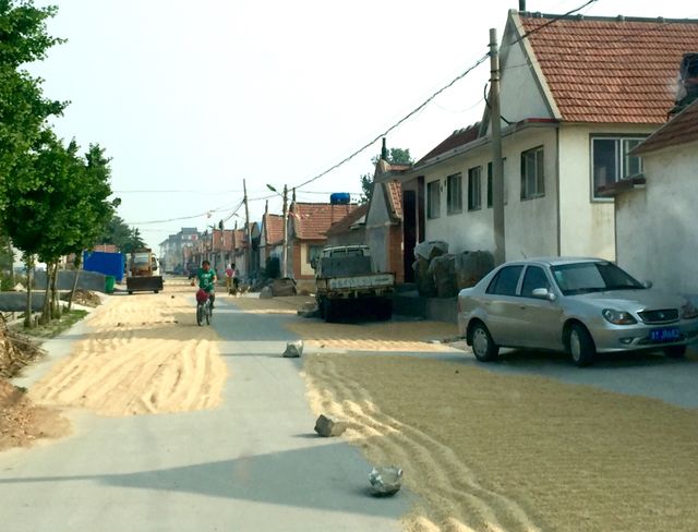 Wheats drying on the street
Life in rural countryside in northern China 
