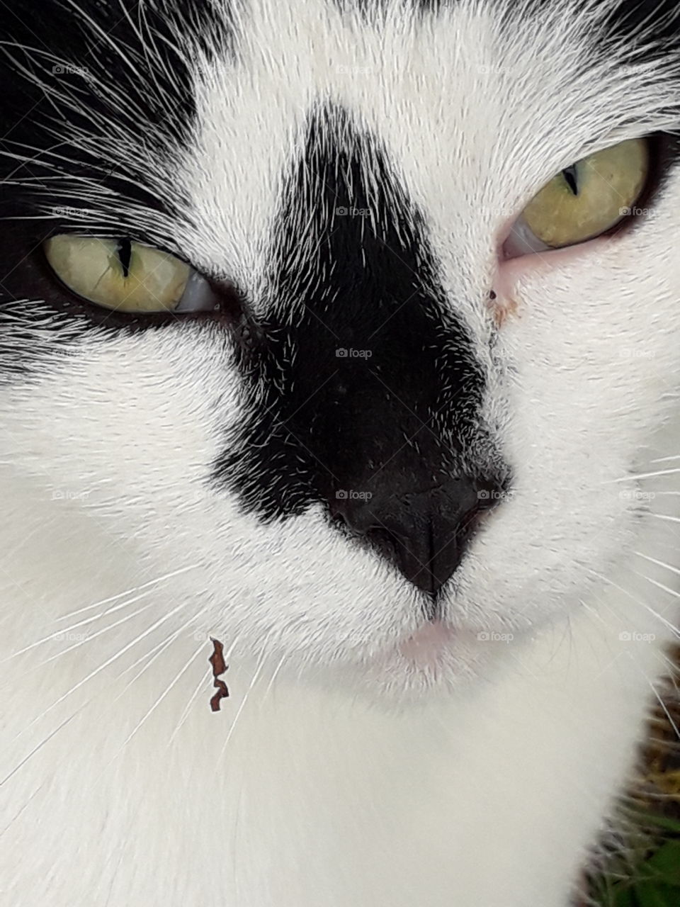 close-up of black and white cat face with green eyes