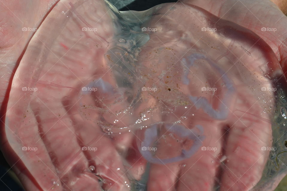 jellyfish in the hands