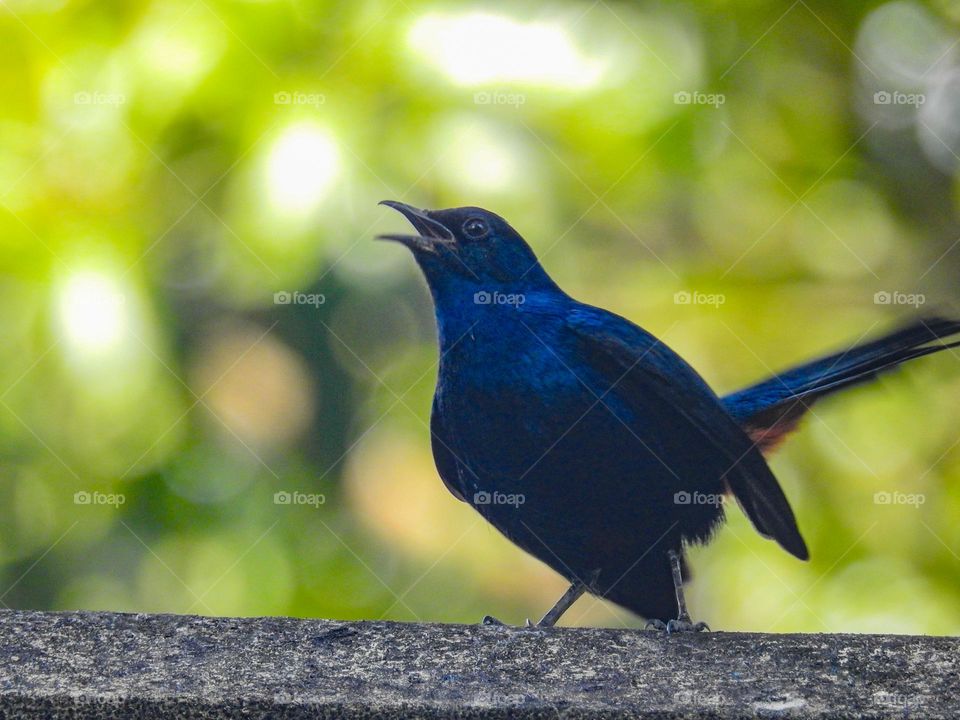 Indian robin