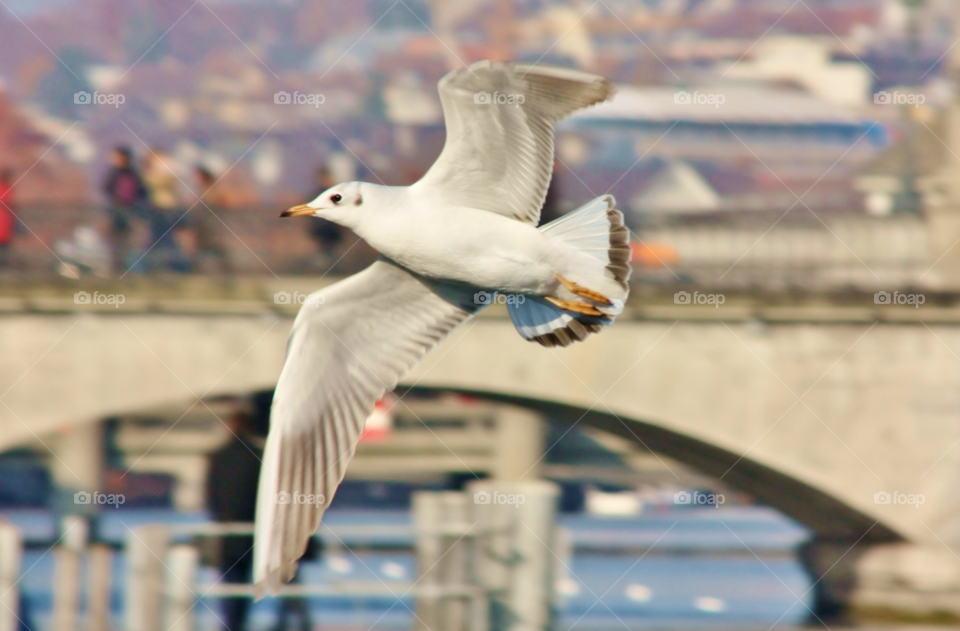 Seagull flying against city