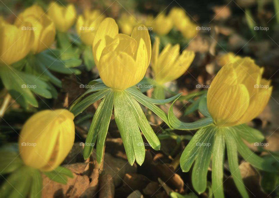 Colours of spring