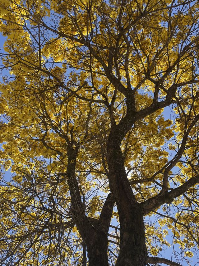 Ipê amarelo 