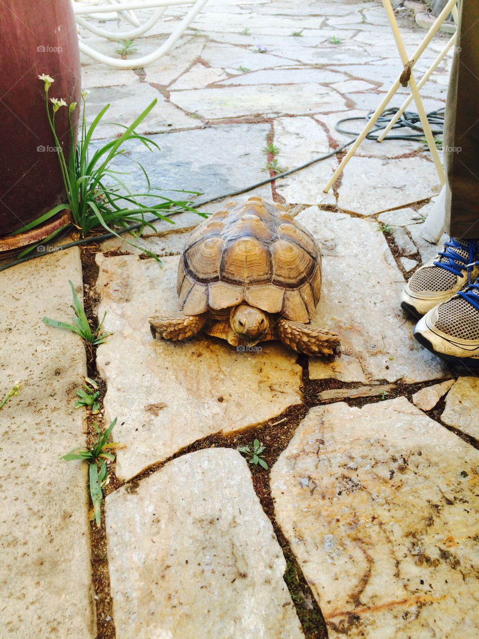 Tortoise 
