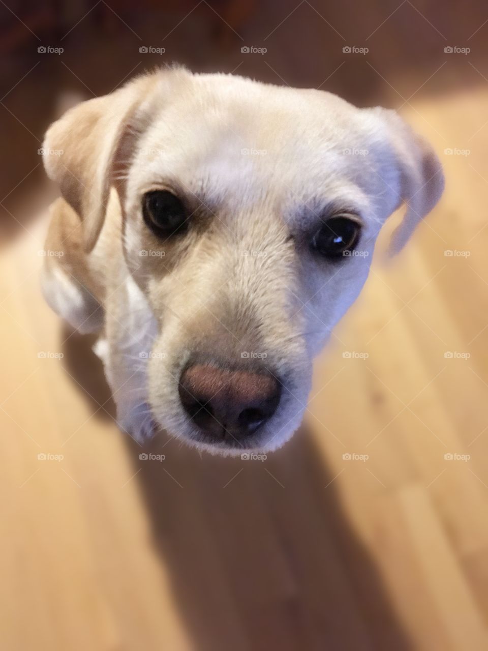 Dog sitting on the floor