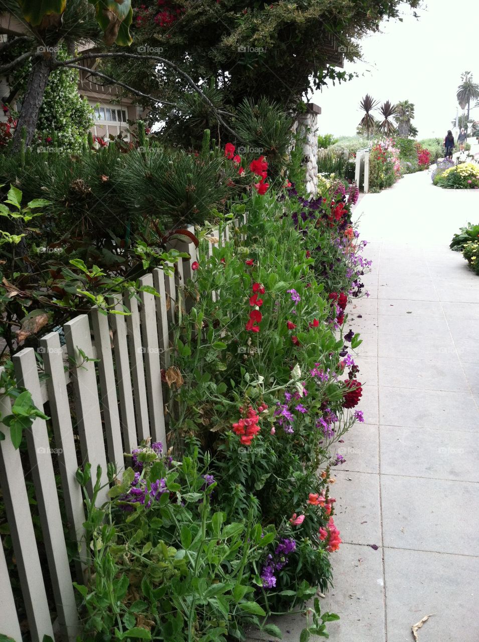 Garden walk. Picket fence on sidewalk with flowers