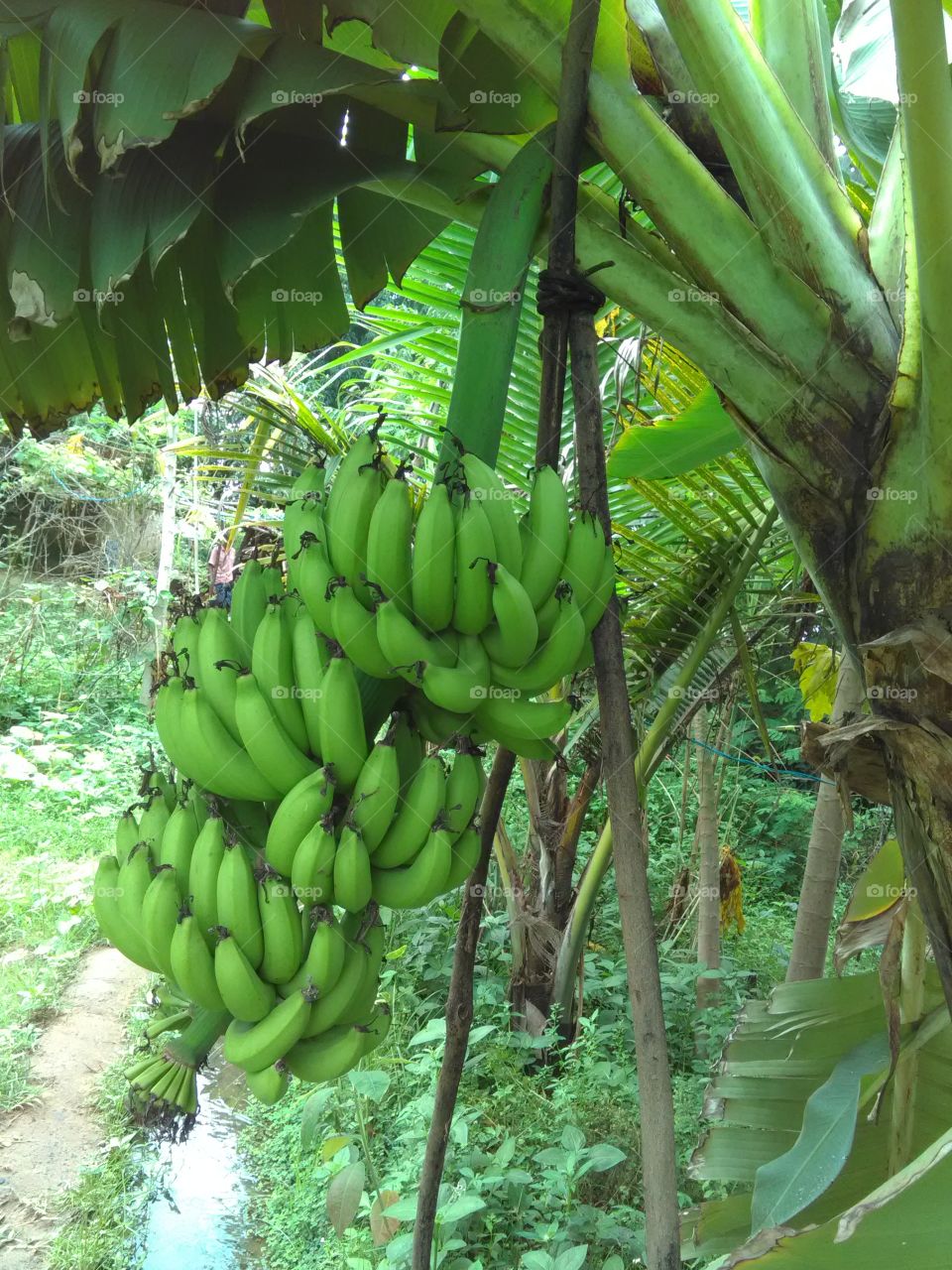 This is a very beautiful dugen of banana's froute.