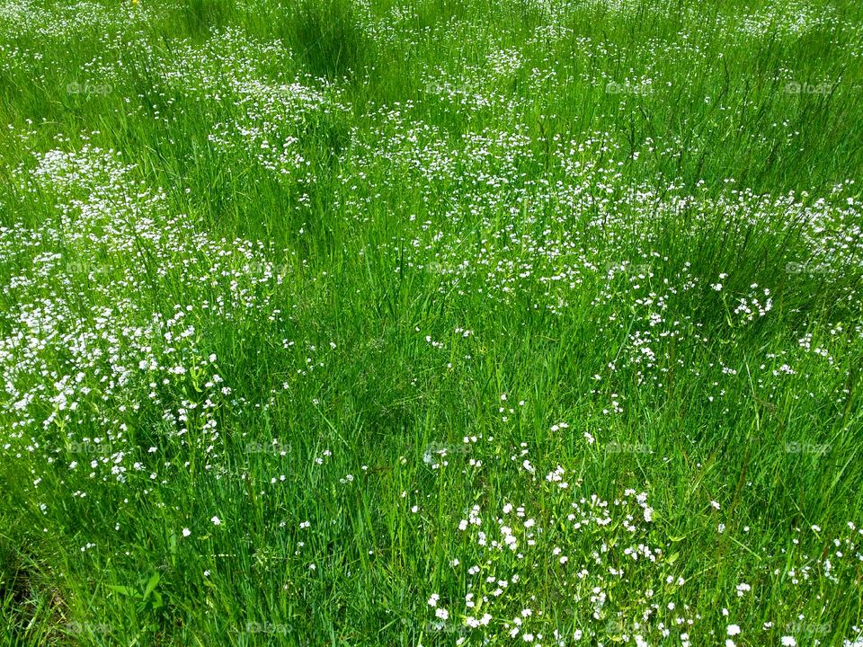 wild flower white green gras