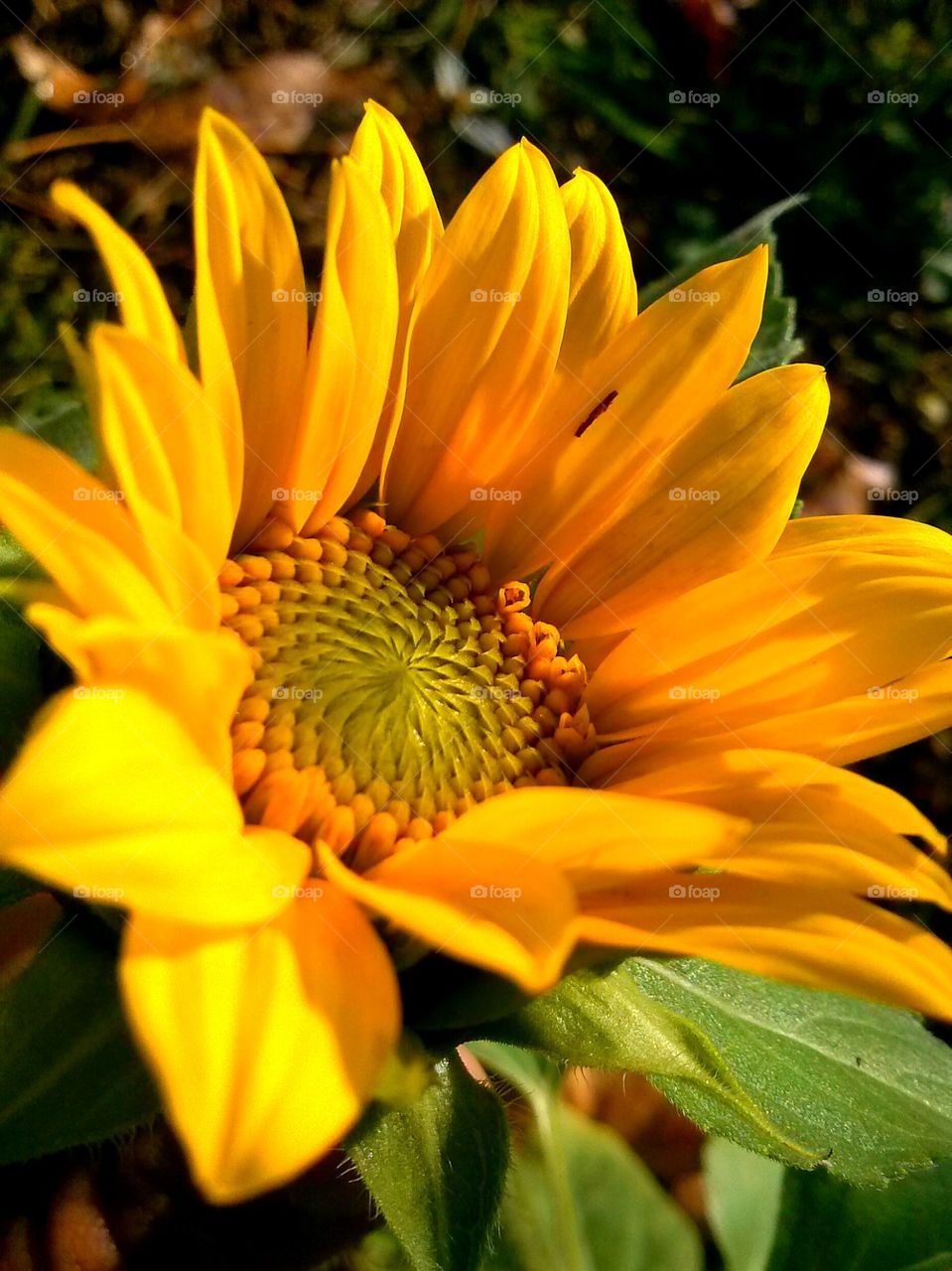 Close-up of sunflower