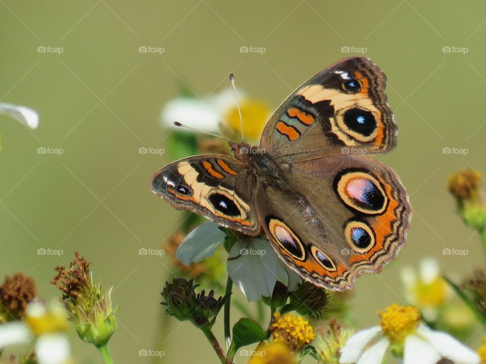 common buckeye on flower