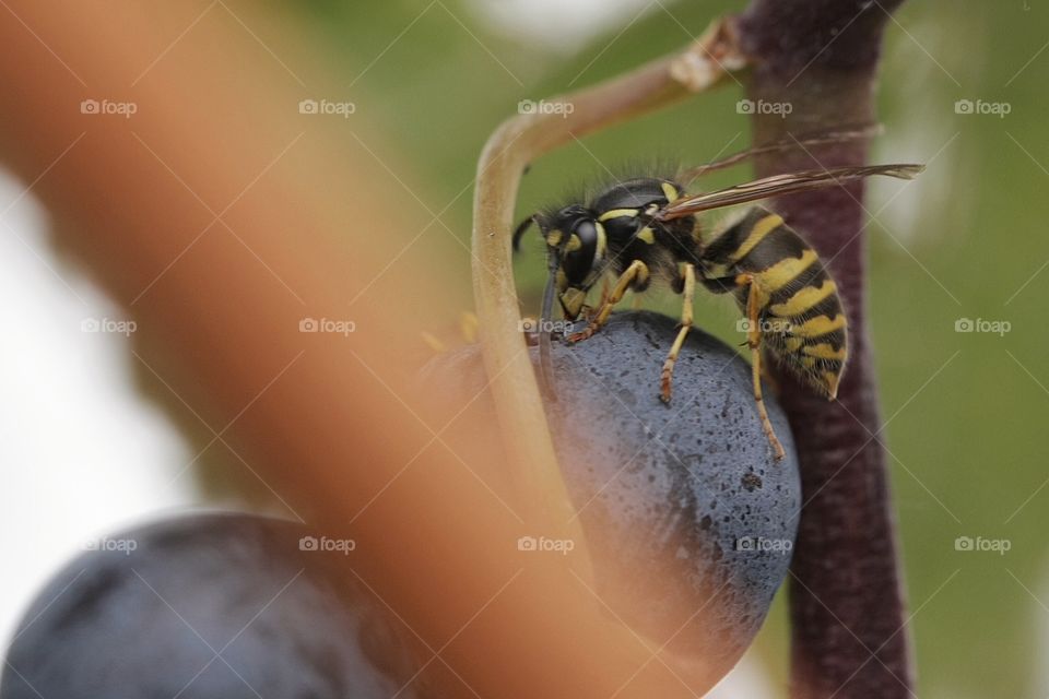 Wasp on grape