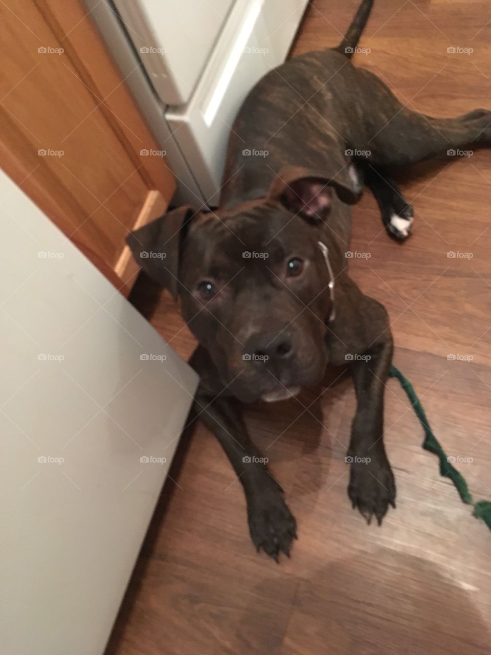 I chewed my leash dad... smh
