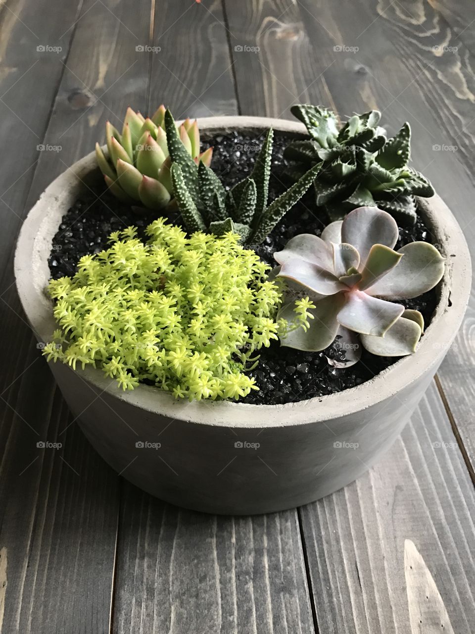 Close-up of various plants in pot