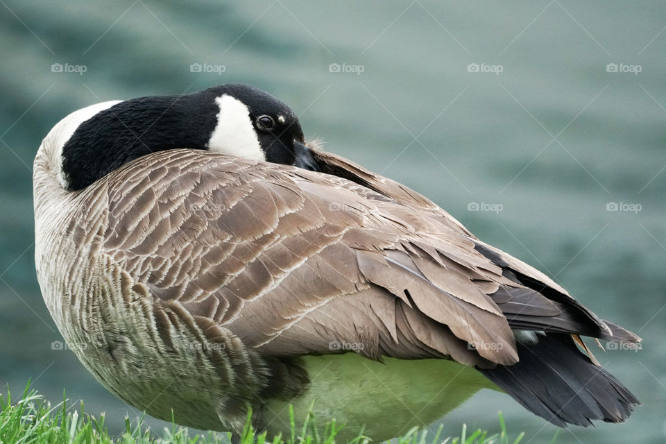 Canadian goose