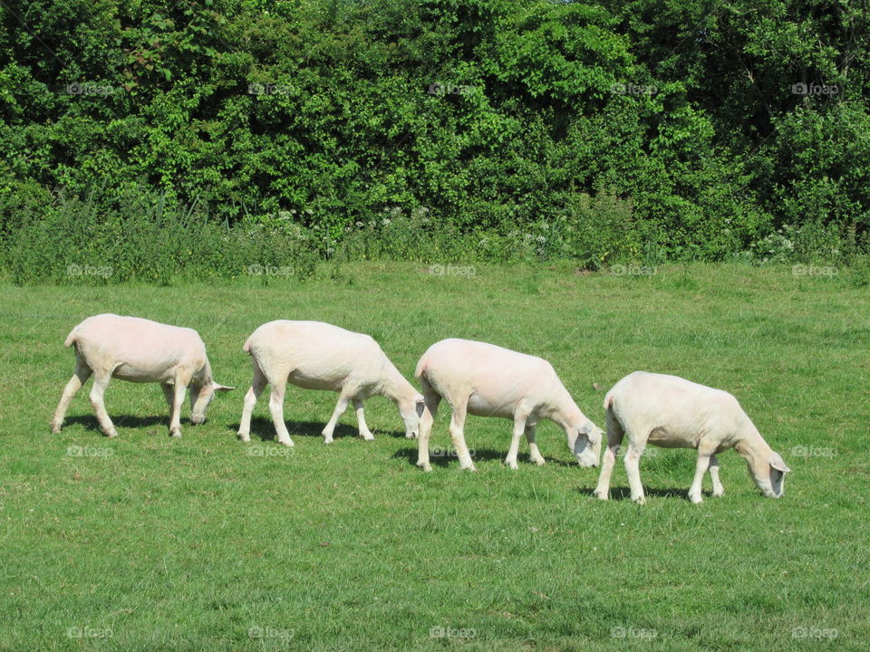 sheep grazing