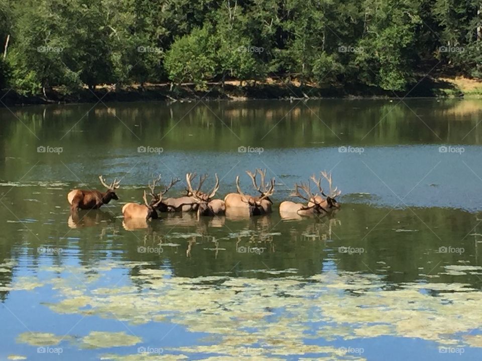 Elk