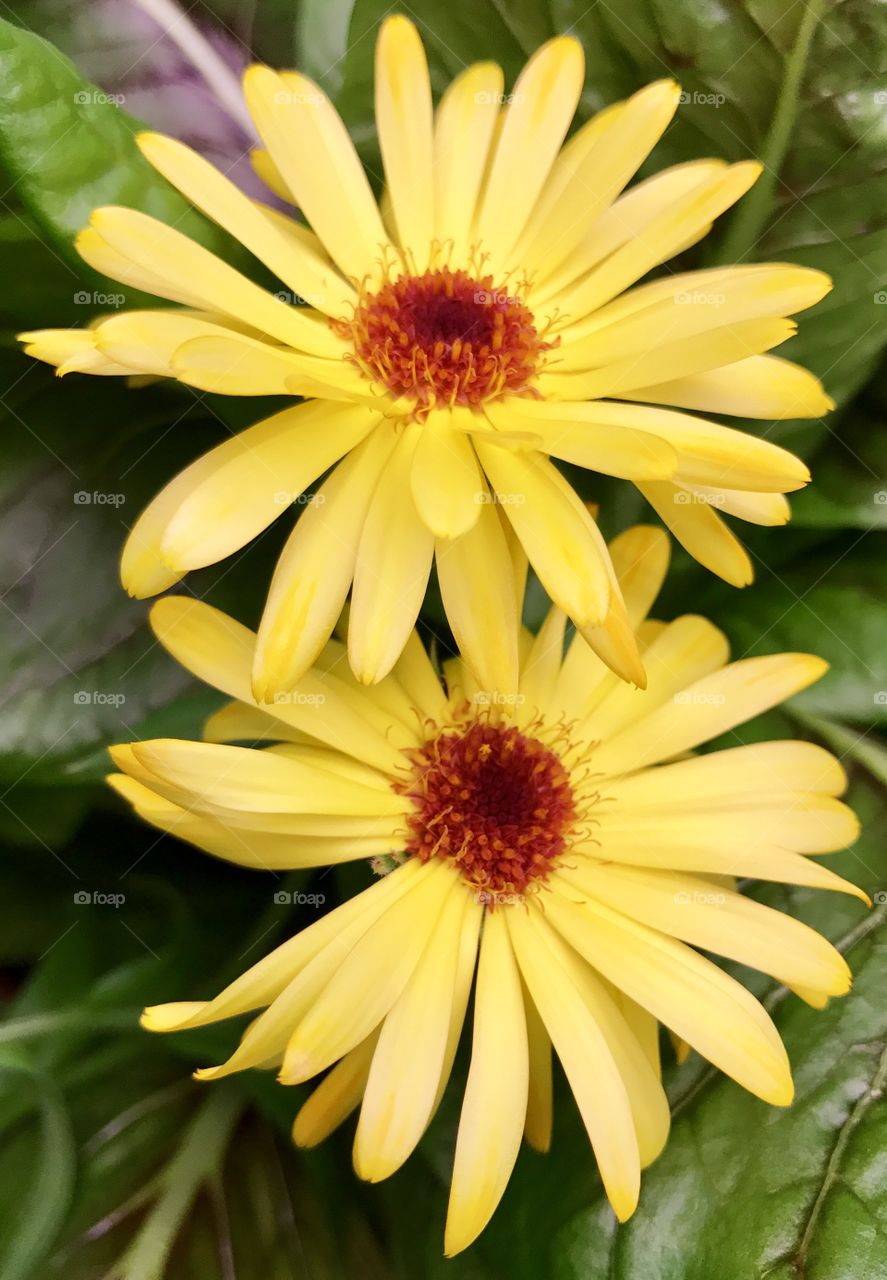 Calendula and Sorrel - Edited