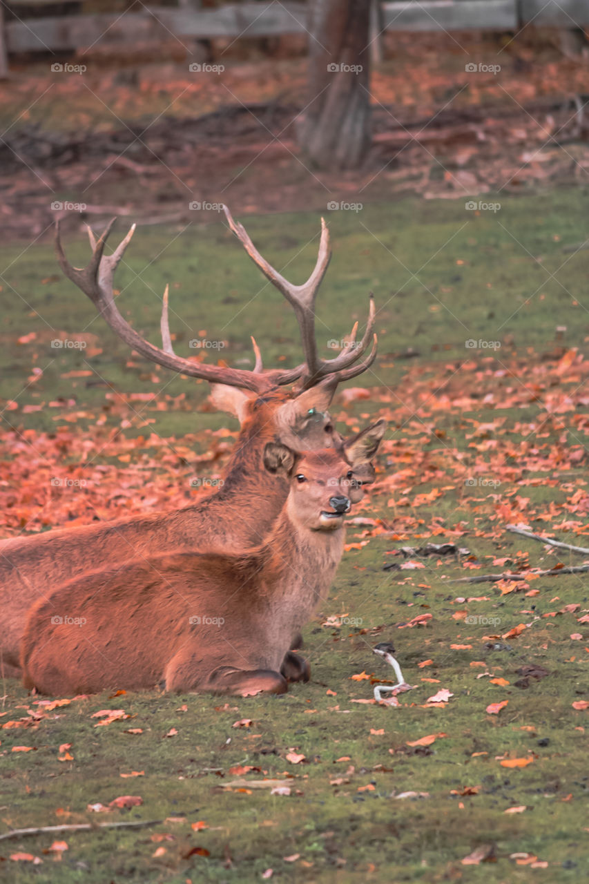 One beautiful day with animals 