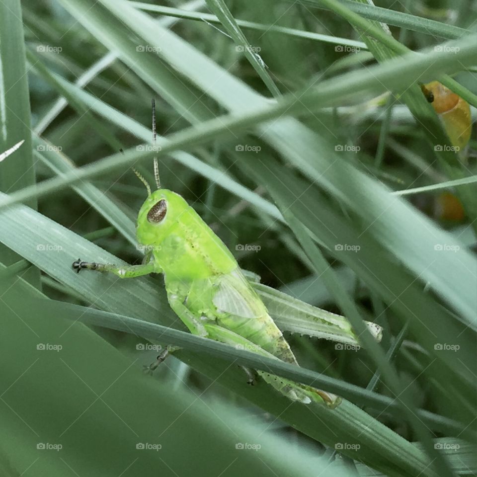 Grasshopper, Wildlife, Leaf, Nature, Animal