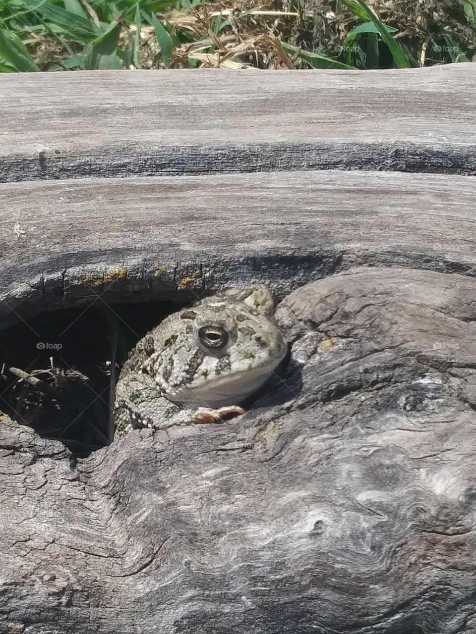 frog in a log