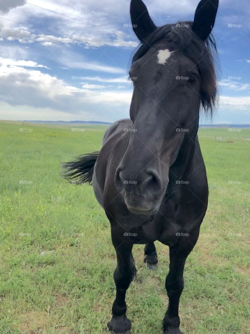Big, beautiful Percheron horse in rural Montana. This amazing boy is a part of a 4 horse team, pulling wagons at parades and in competitions around the northwest. Living proof that the traditions of the west are still alive. 