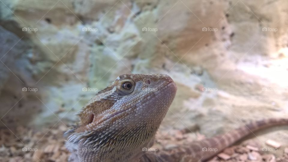 bearded dragon