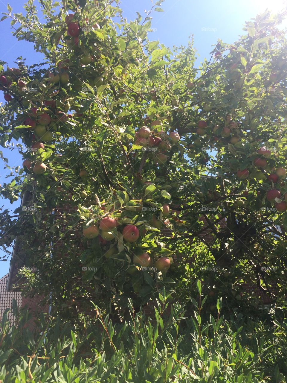 Apple tree