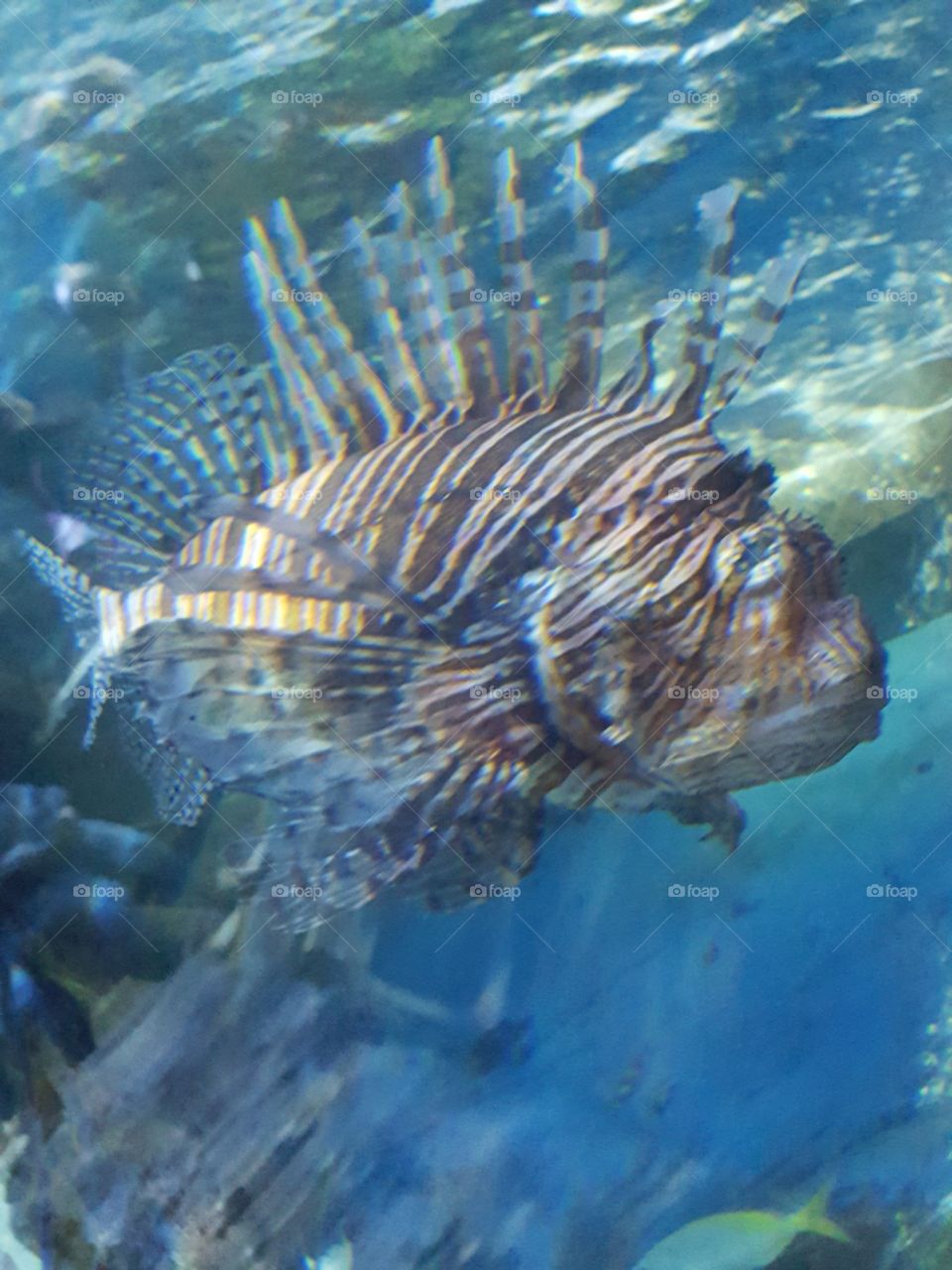 lion fish