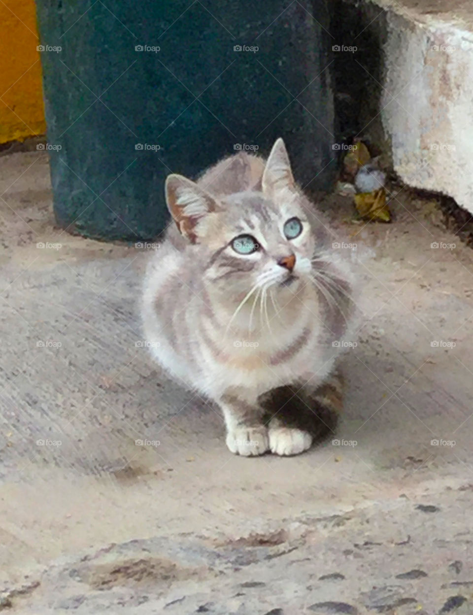 A tabby cat with light blue eyes sitting on the ground outside in the courtyard of a house in the Barranco district neighborhood of Lima, Peru.