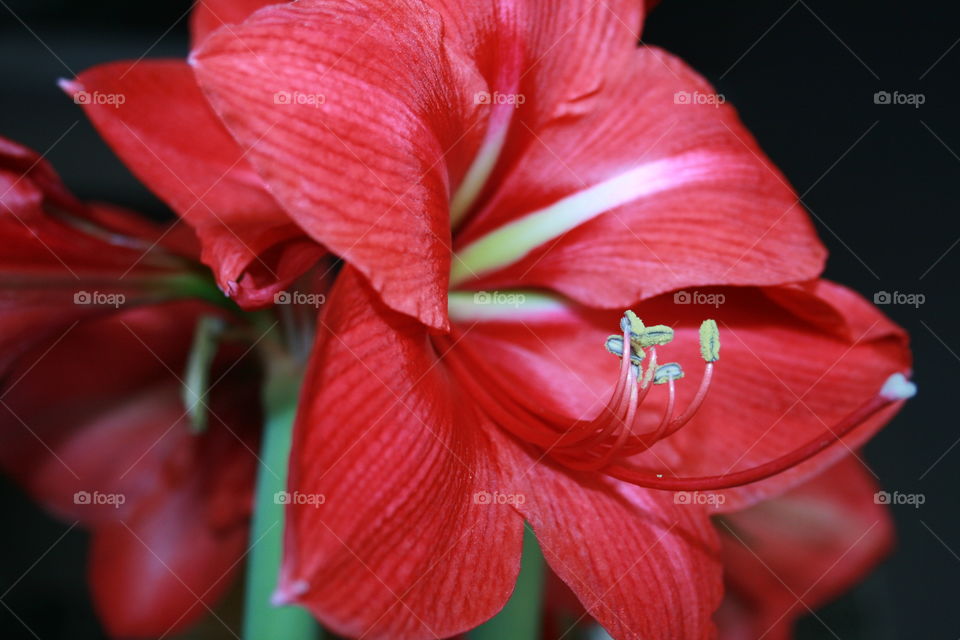 Red Amaryllis 