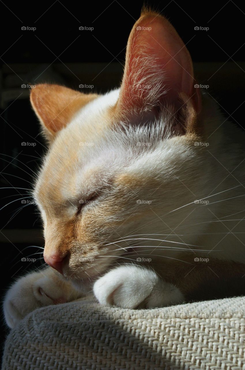 Sleeping cat in the sun 