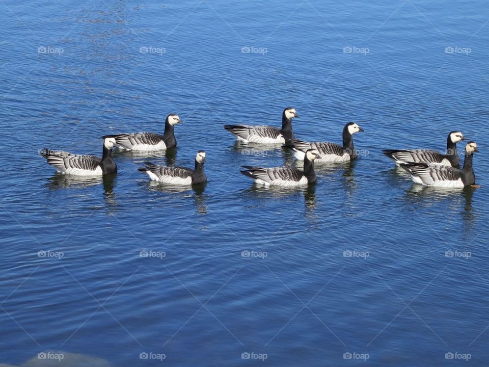 Geese