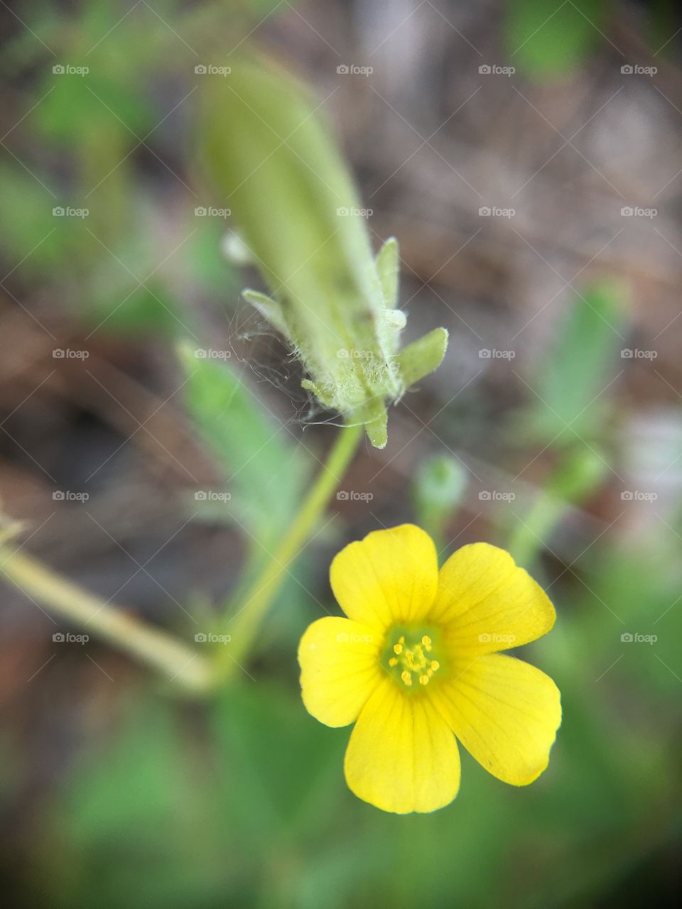 Tiny flower